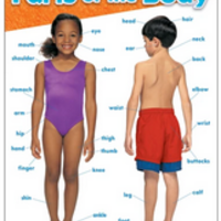 Parts of the Body Chart