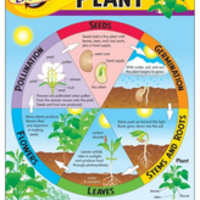 Life Cycle of a Plant Chart