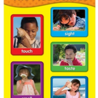 The Five Senses Chartlet