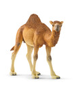 Dromedary(Camel)