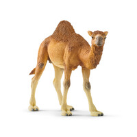 Dromedary(Camel)