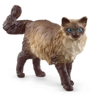 Ragdoll Cat
