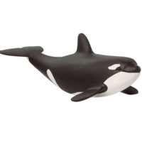 Baby Orca
