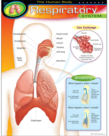 Human Body-Respiratory System Chart