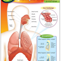 Human Body-Respiratory System Chart