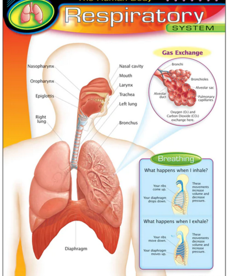 Human Body-Respiratory System Chart
