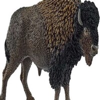 Bison