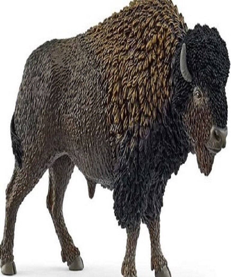 Bison