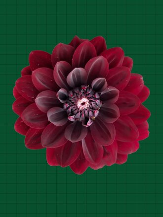 SWEET DAHLIA VINTAGE POP-UP I  NOV. 23RD