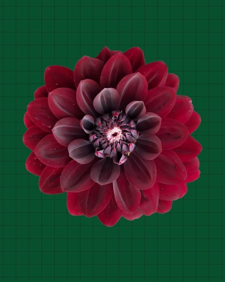 SWEET DAHLIA VINTAGE POP-UP I  NOV. 23RD