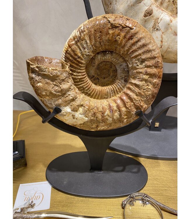 Cayen Collection Fossil Ammonite on a stand