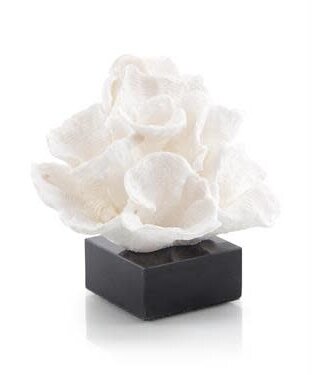 Cayen Collection Foliose Coral on Black Marble Base