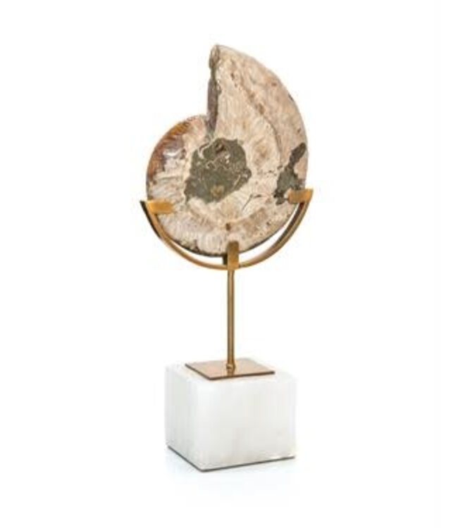 Cayen Collection Standing Ammonite