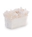 Cayen Collection Crystals in White Box