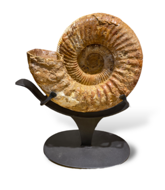 Cayen Collection Natural Cretaceous Period Ammonite Fossil on stand