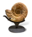 Cayen Collection Fossil Ammonite on a stand