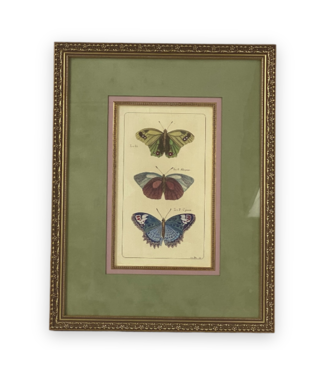 Cayen Collection Framed Butterfly Print
