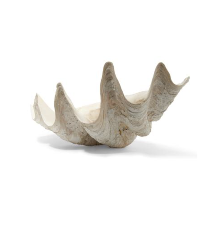Cayen Collection Natural giant clam shell
