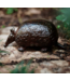 Jan Barboglio Armadillo