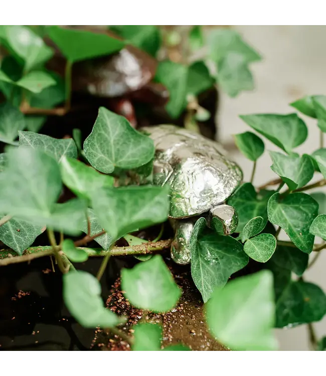 Jan Barboglio Lento -Nickel Box