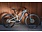 Kona 2022 Kona Remote 130 29" - X-Large