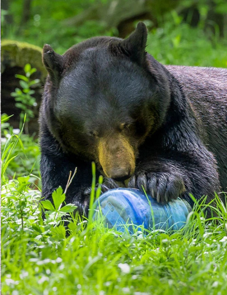 Bear Vault Bear Vault Bear Canister