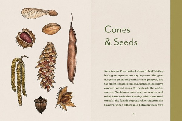 Mountaineers Books Knowing the Trees: Discover the Forest from Seed to Snag Book