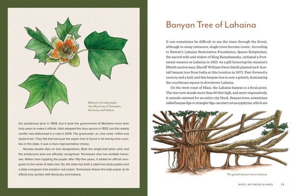 Mountaineers Books Knowing the Trees: Discover the Forest from Seed to Snag Book