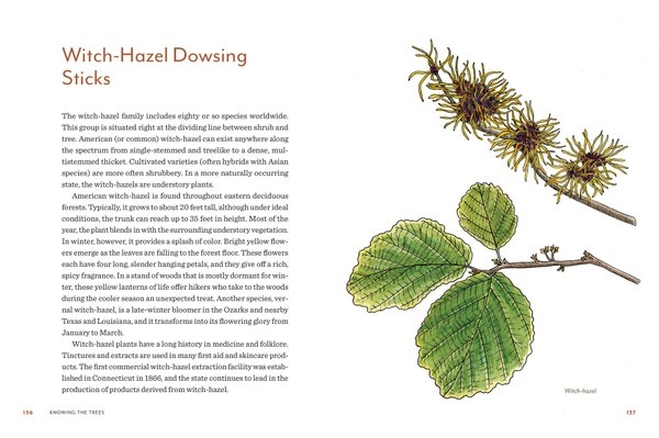 Mountaineers Books Knowing the Trees: Discover the Forest from Seed to Snag Book