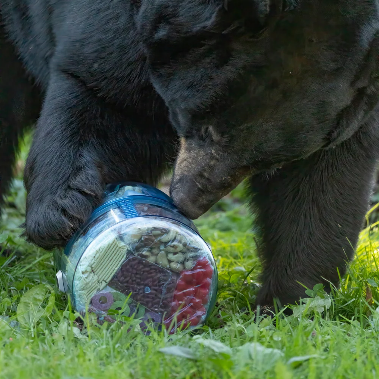 BEARVAULT BearVault BV One.1