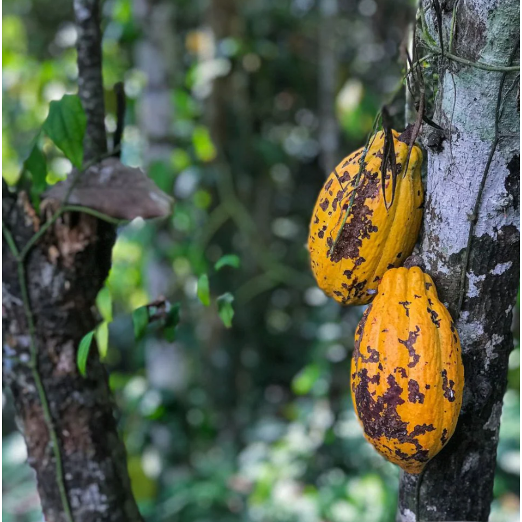 Seta Organic Latté au Cacao