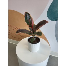 Ficus Ruby avec pot