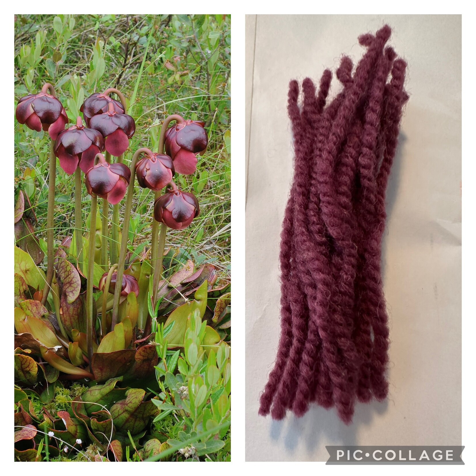 Briggs and Little BL Heritage - Pitcher Plant by COCO