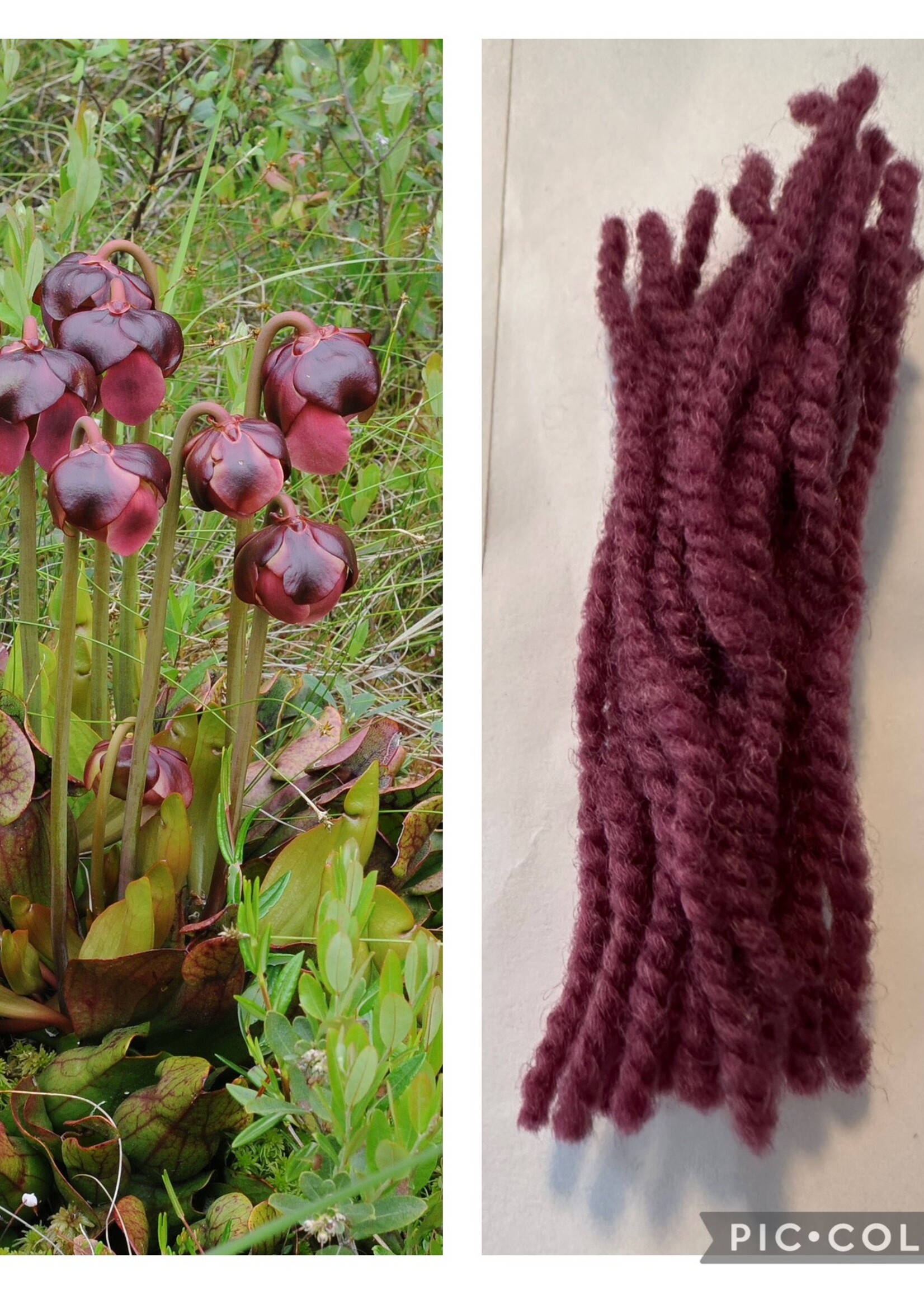 Briggs and Little BL Heritage - Pitcher Plant by COCO