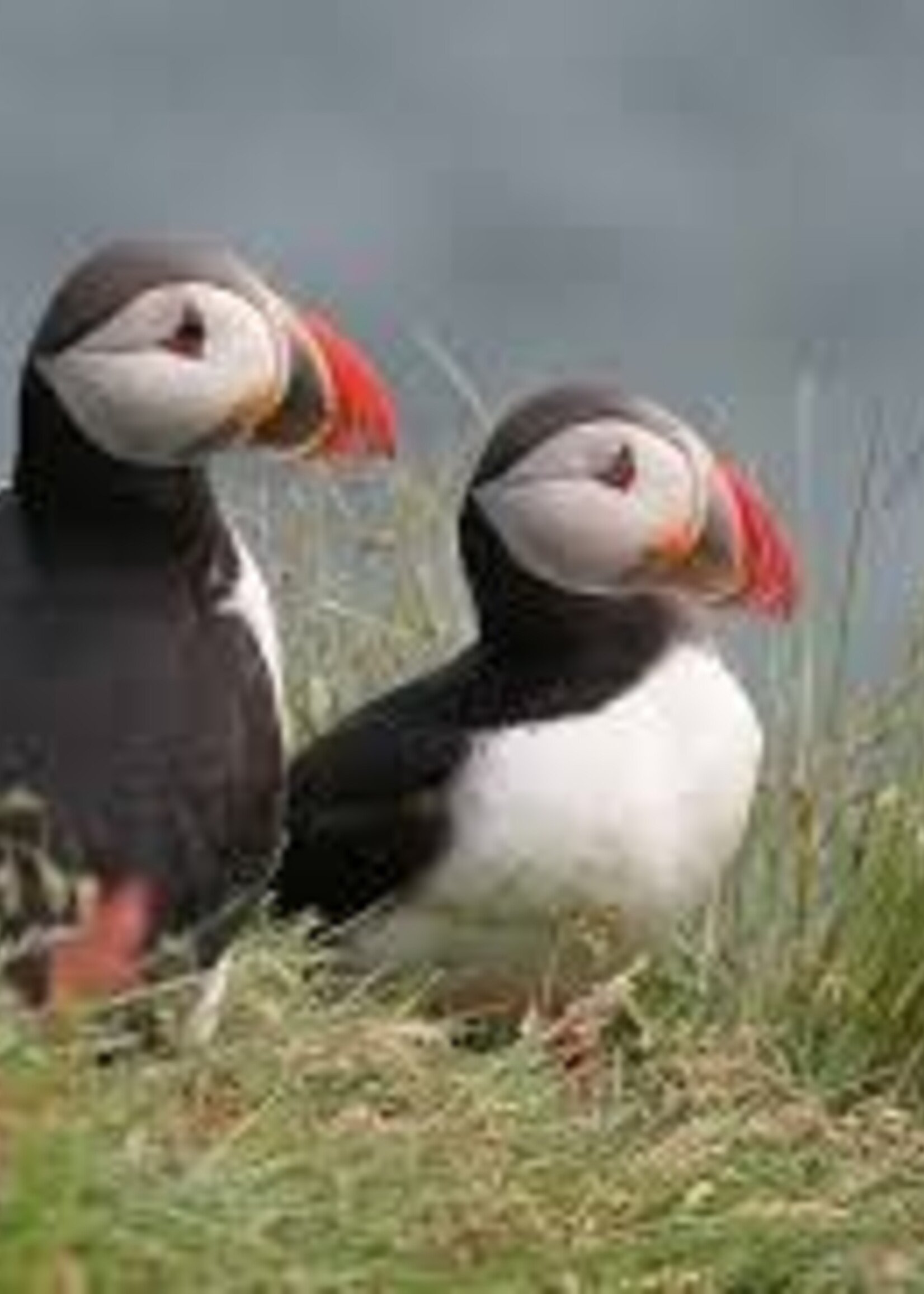 Organic Cottage Sock - PUFFIN