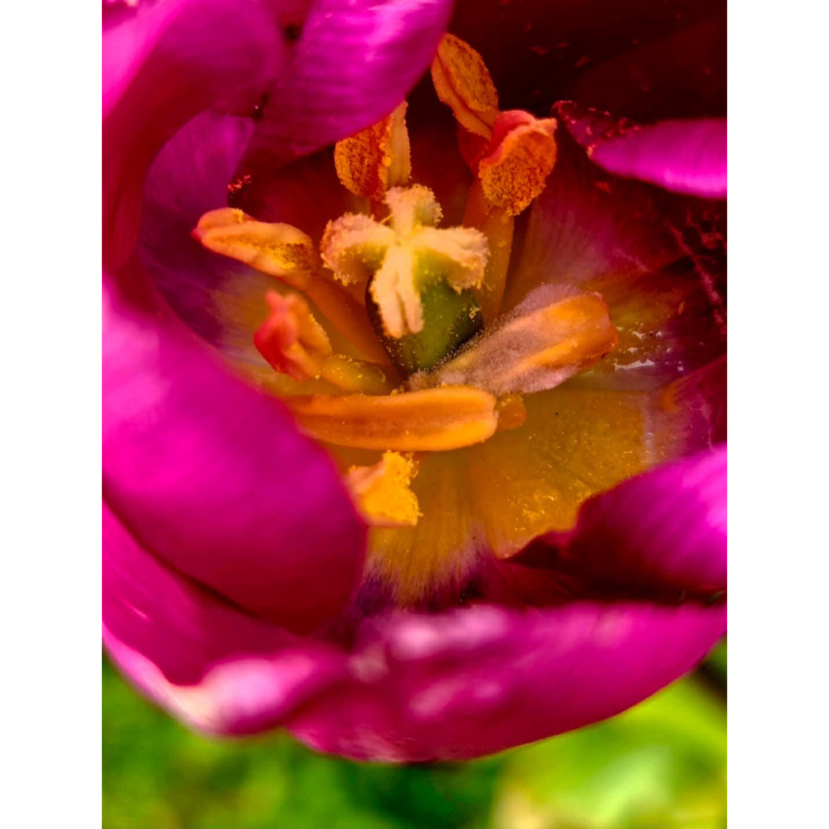 Lunenburg Pullover Yarn Kit: Nan's Garden Collection - Tulips