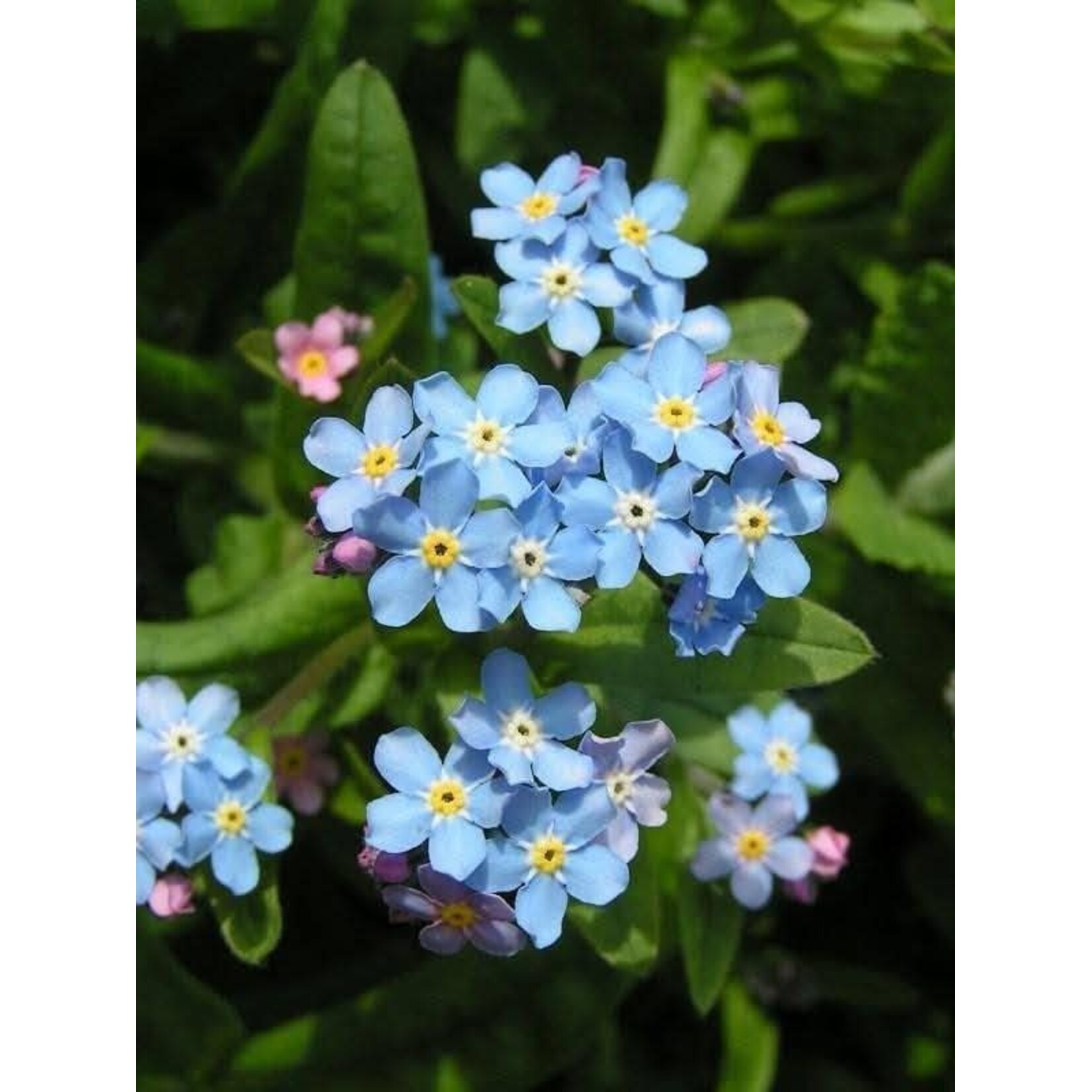 Lunenburg Pullover Yarn Kit: Nan's Garden Collection - Forget-Me-Nots