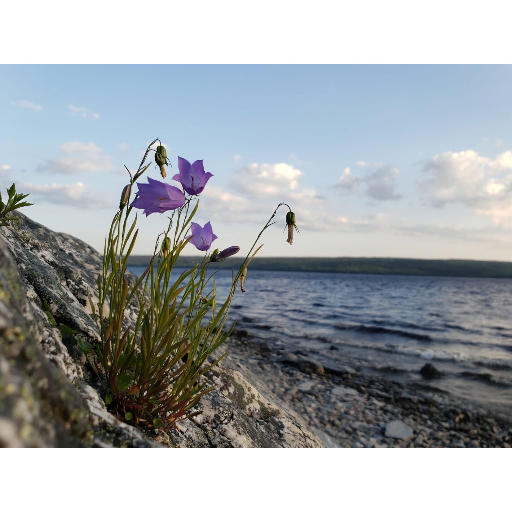 Lunenburg Pullover Yarn Kit: Nan's Garden Collection - Bluebells