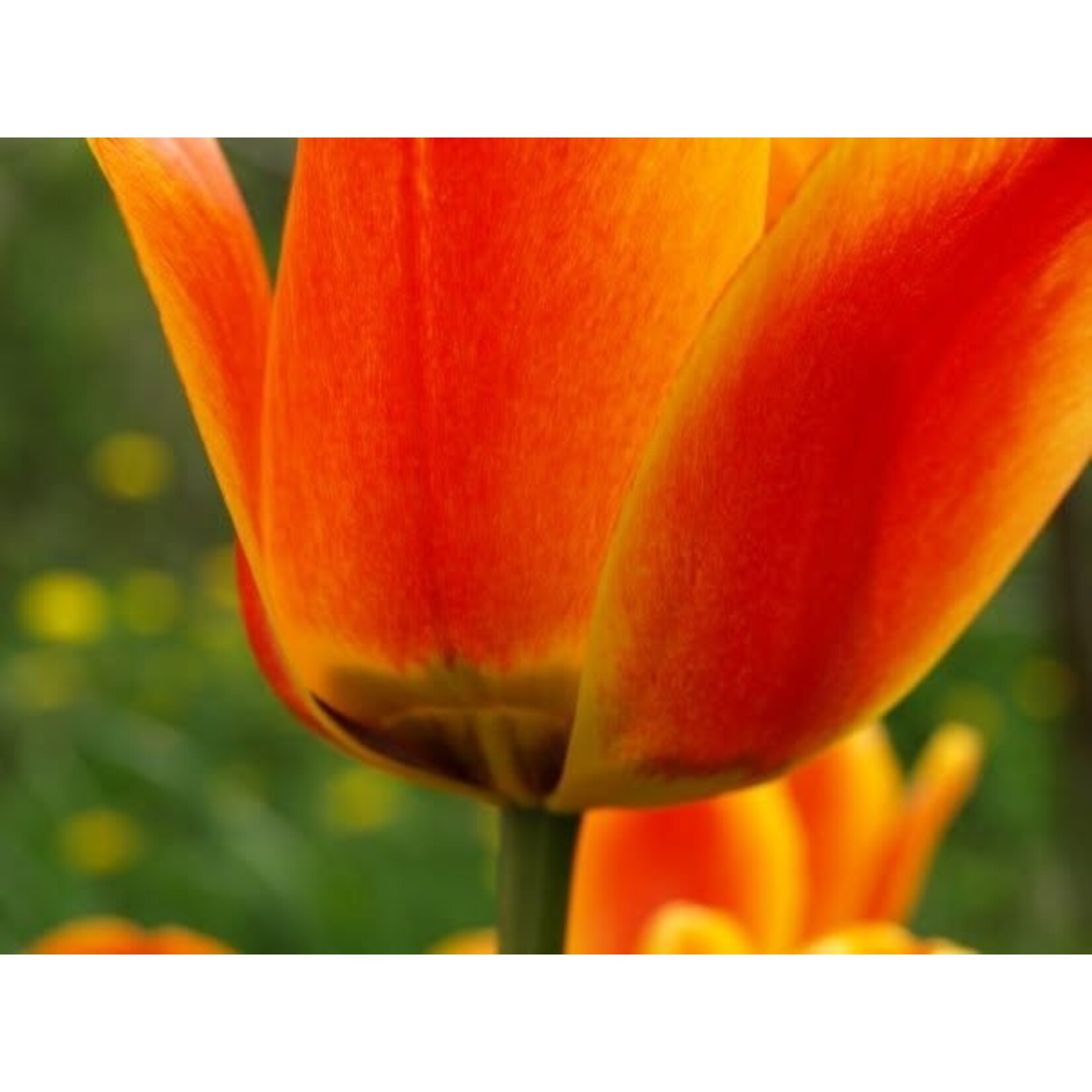 Lunenburg Pullover Yarn Kit: Nan's Garden Collection - Tulips