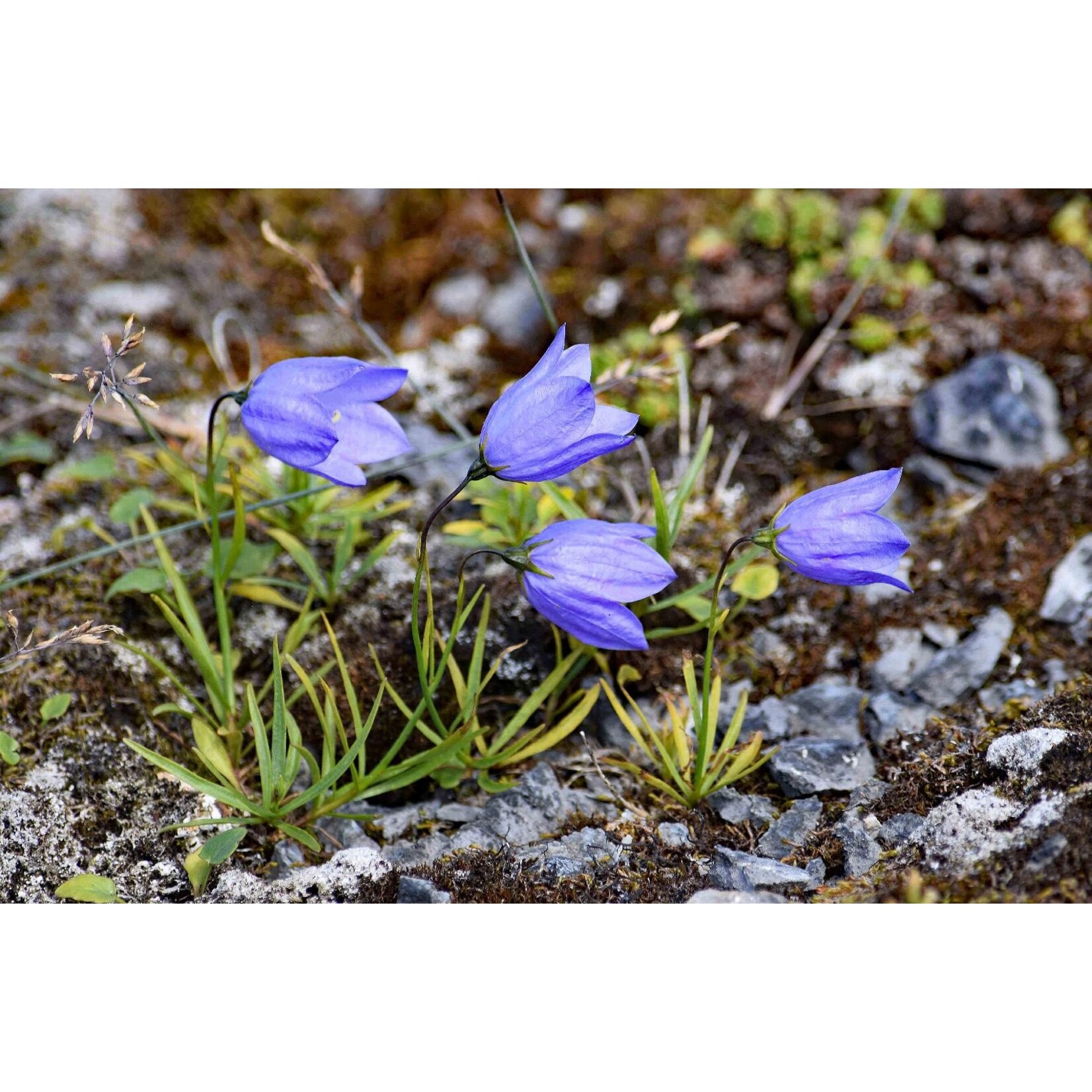 Lunenburg Pullover Yarn Kit: Nan's Garden Collection - Bluebells