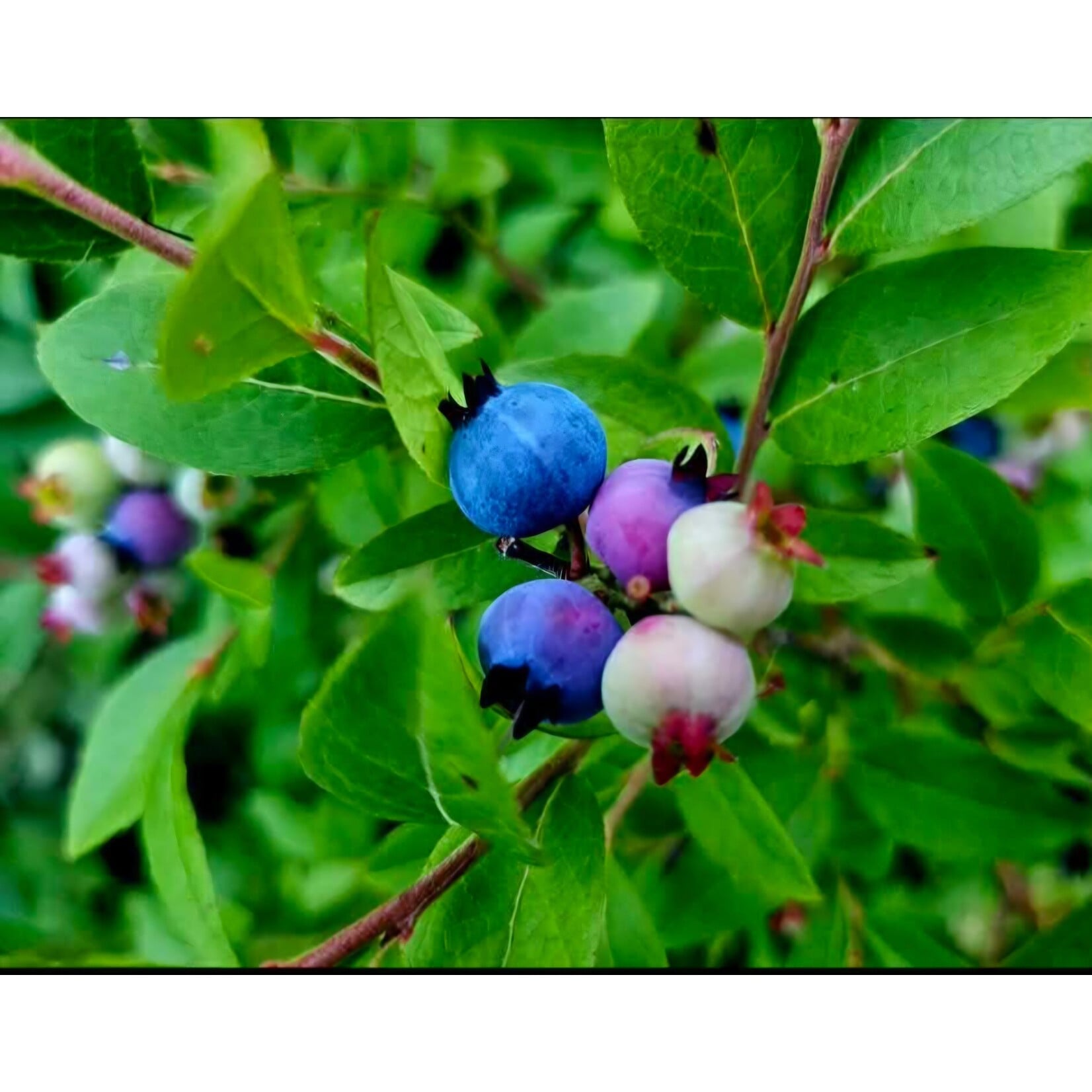COCO's Thrummed Mittens Kit - Newfoundland Blueberries
