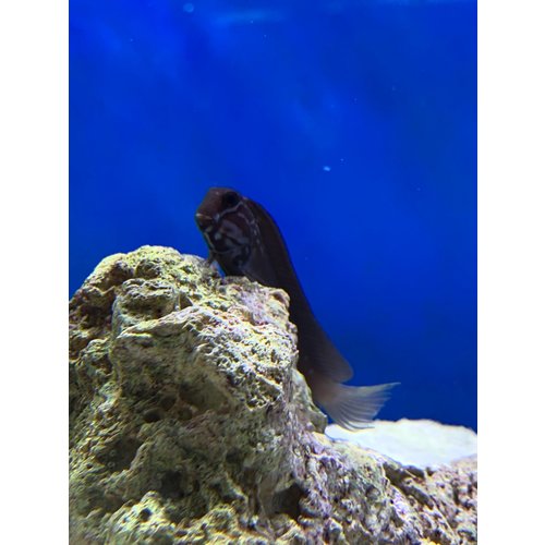 Black Blenny Black Blenny