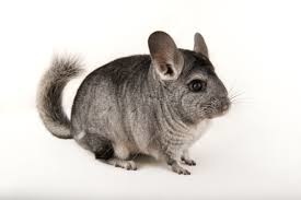 Chinchilla Food