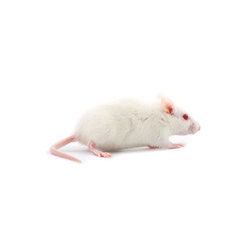 Frozen SM Rat Frozen SM Rat