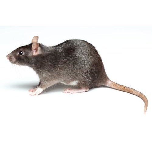 Frozen MD Rat Frozen MD Rat