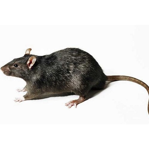 Frozen LG Rat Frozen LG Rat