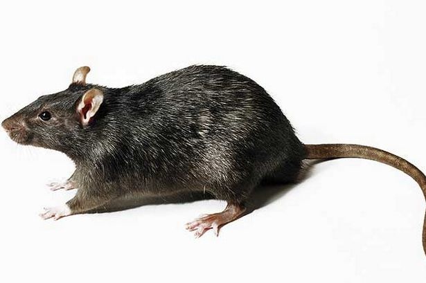 Frozen Lg Rat Pet Central