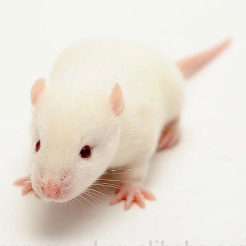 Frozen Hopper Mouse Frozen Hopper Mouse