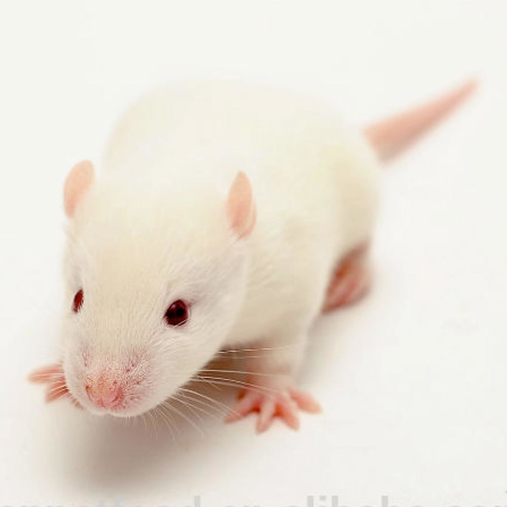 Frozen Hopper Mouse Pet Central