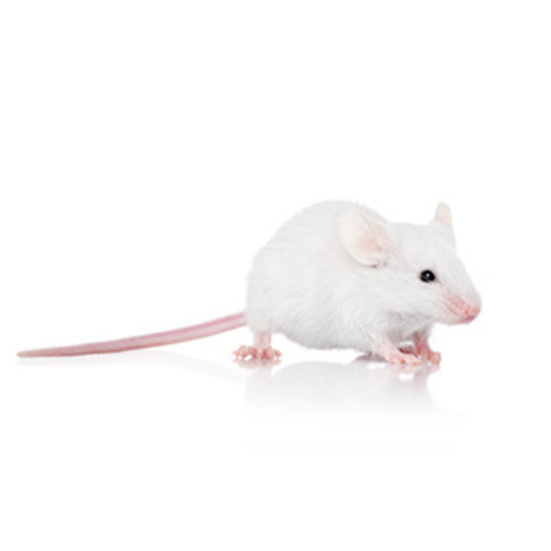 Frozen Adult Mouse Frozen Adult Mouse